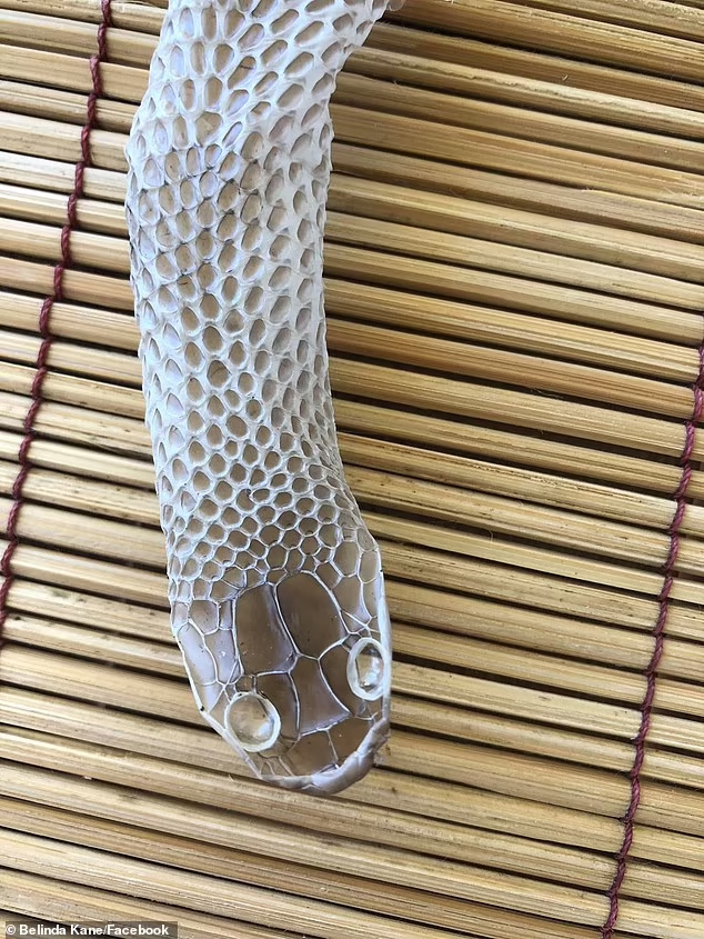 蛇皮頭部紋路十分清晰。FB圖