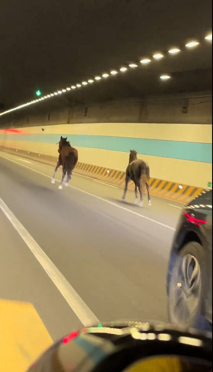 2匹熱血小馬在國慶日晚上玩轉蘇州鬧市。抖音