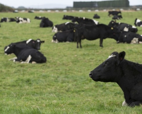 新西蘭當局決定擴大牛隻屠殺令，以根除牛支原體疾病。AP