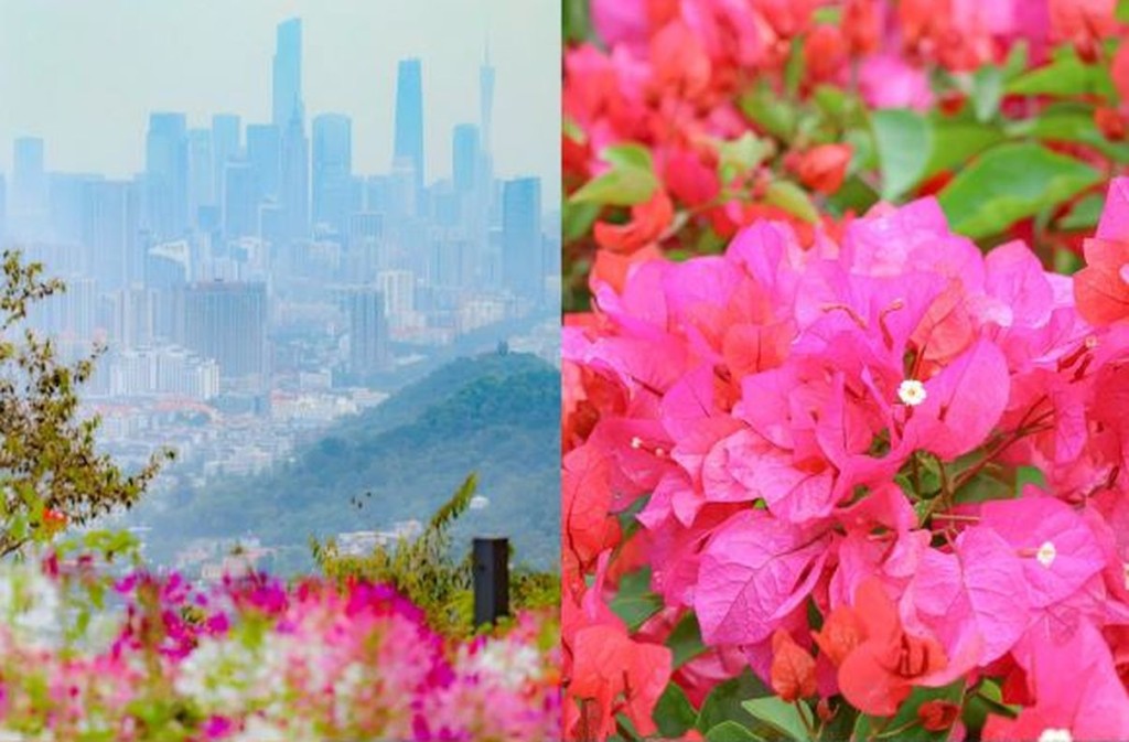 2023廣州簕杜鵑花展｜花展成為廣州市民及遊客的熱門打卡點。