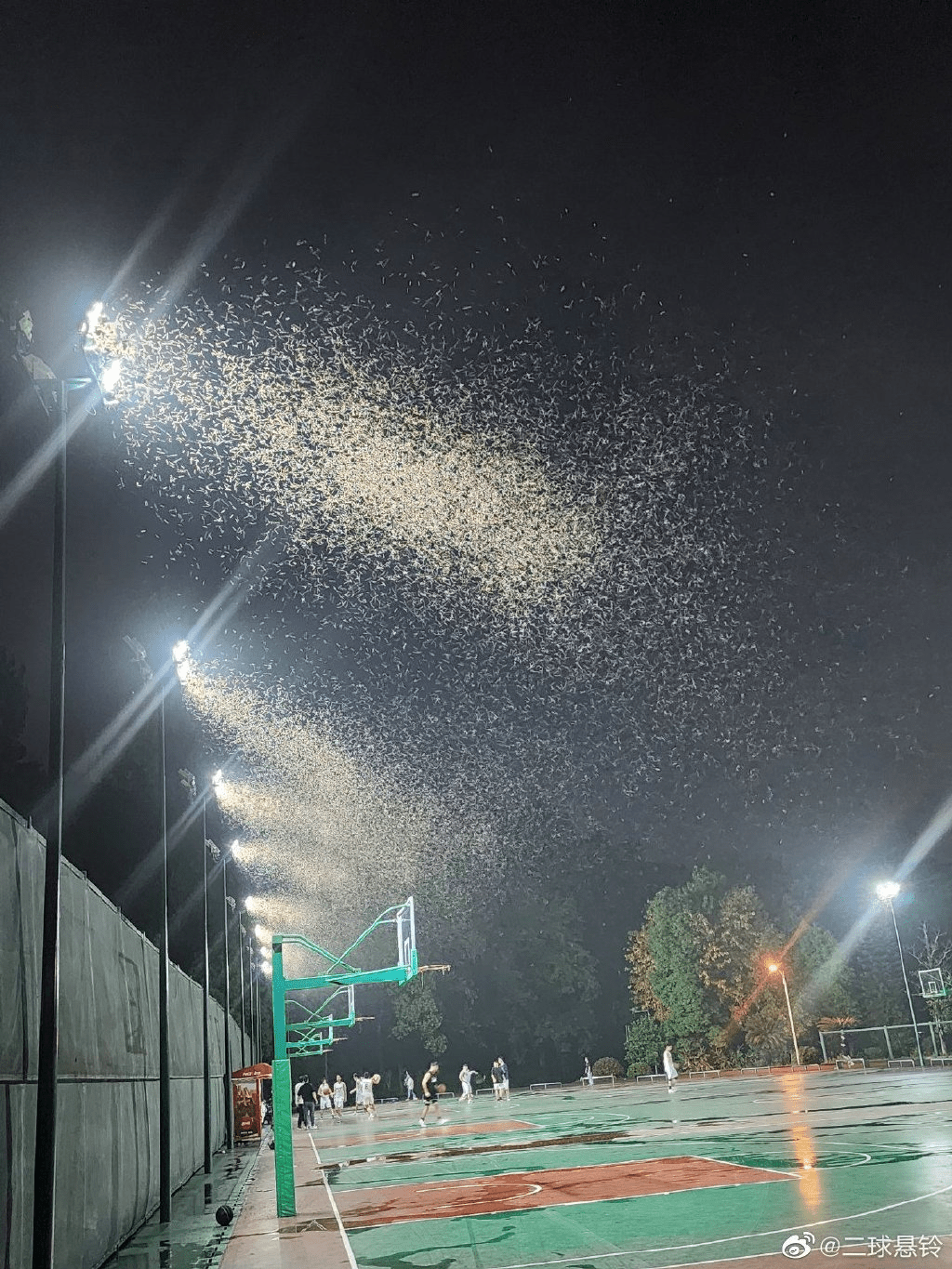 上海網民分享在戶外的燈具下大量的白蟻在飛舞。