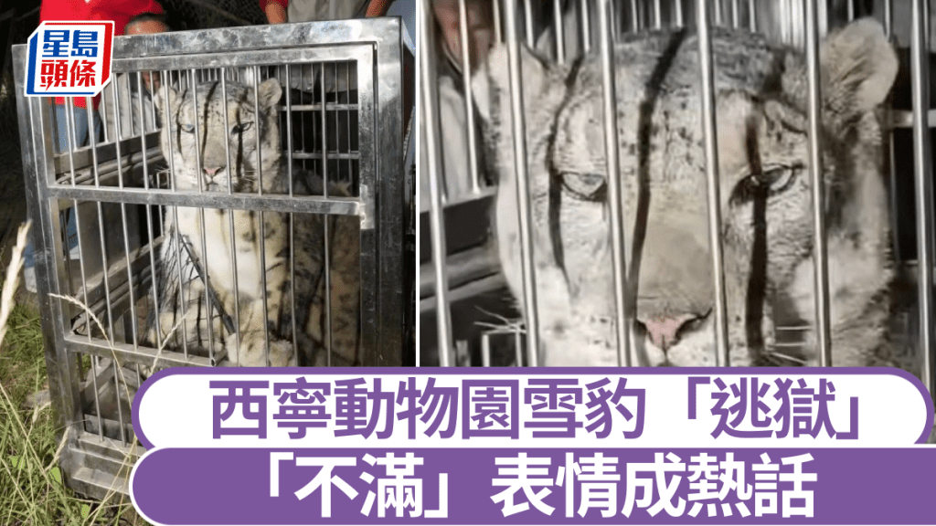 西寧動物園雪豹「逃獄」被尋回，籠內「不滿」表情成熱話。《人民日報》