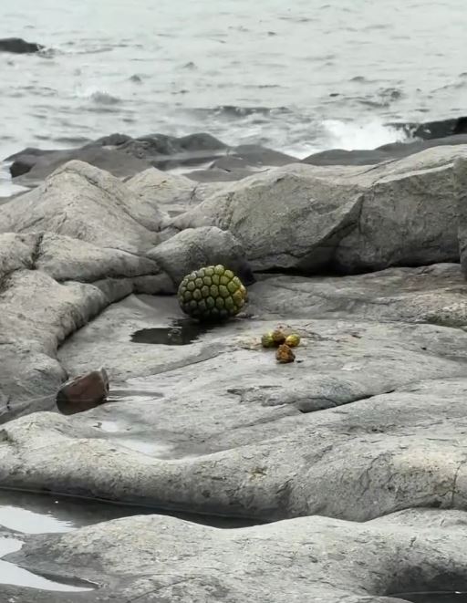 石灘上遺下吃剩的生果及垃圾。Threads影片截圖