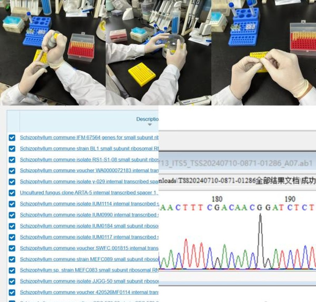 专家提取苹果中的裂褶菌DNA。