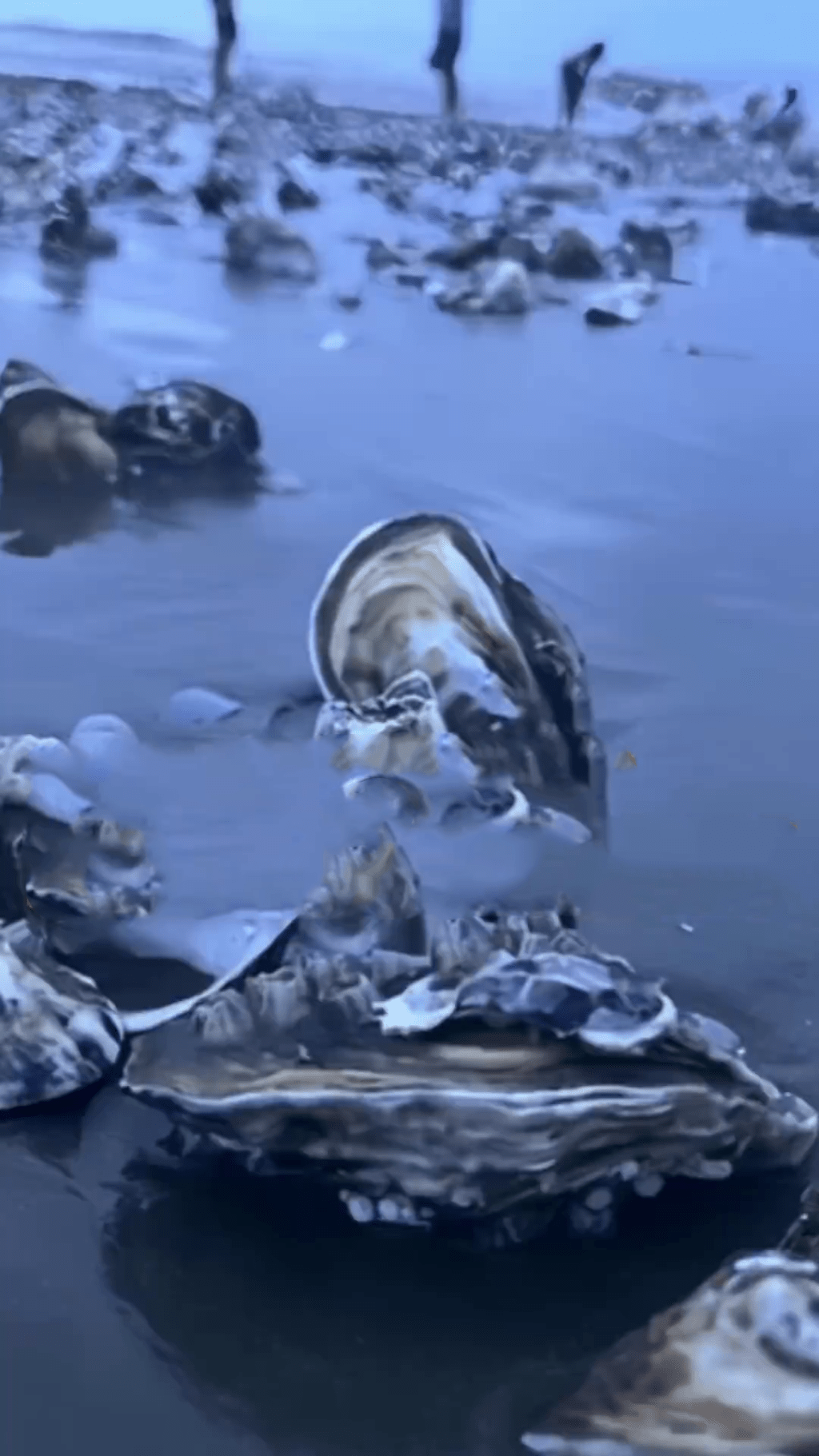 网片颢示，7月17日深圳一处海滩涌现生蚝。