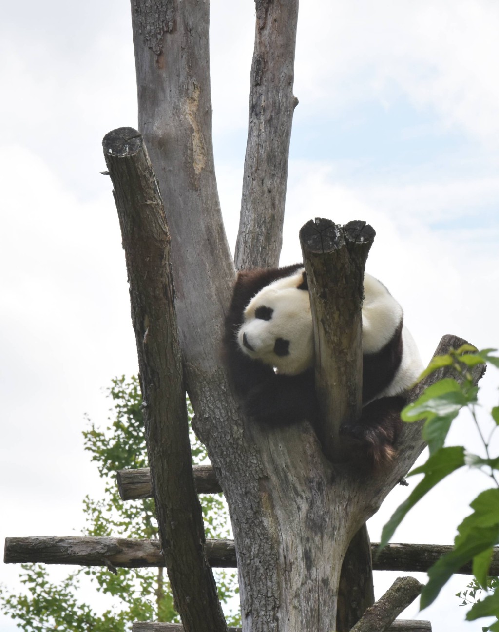 大熊猫「圆仔」在树上小憩。新华社