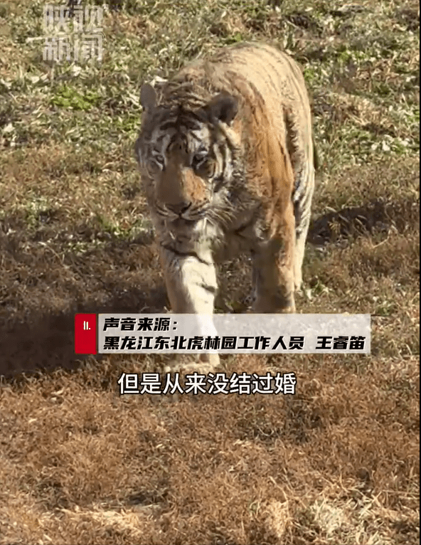 哈爾濱網紅東北虎「二埋汰」愛碌泥氹,相親屢遭母虎嫌棄。 哈爾濱網紅東北虎「二埋汰」愛碌泥氹,相親屢遭母虎嫌棄。