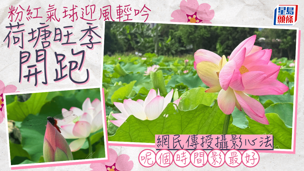 粉紅氣球迎風輕吟 荷塘旺季開跑 網民傳授攝影心法 呢個時間影最好