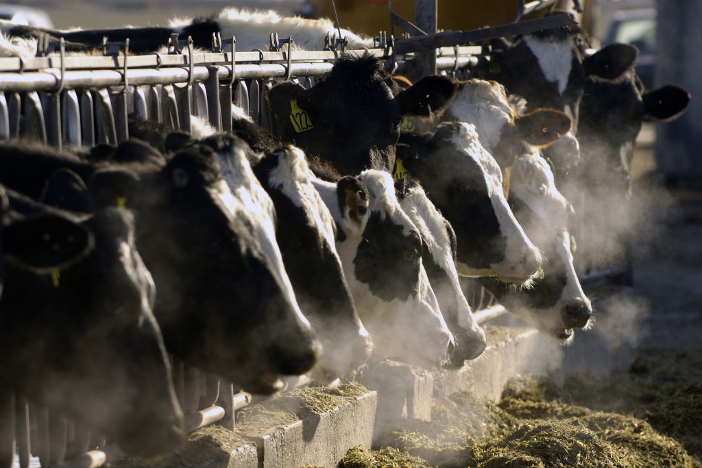 养牛业多年来以养出优质多肉的母牛为目标。美联社