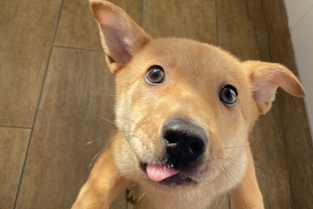 SPCA領養狗狗｜小唐狗Bailey 活潑愛玩