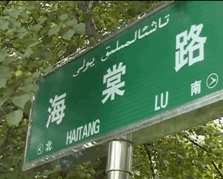 海棠路杏树结满果红爆网。网图