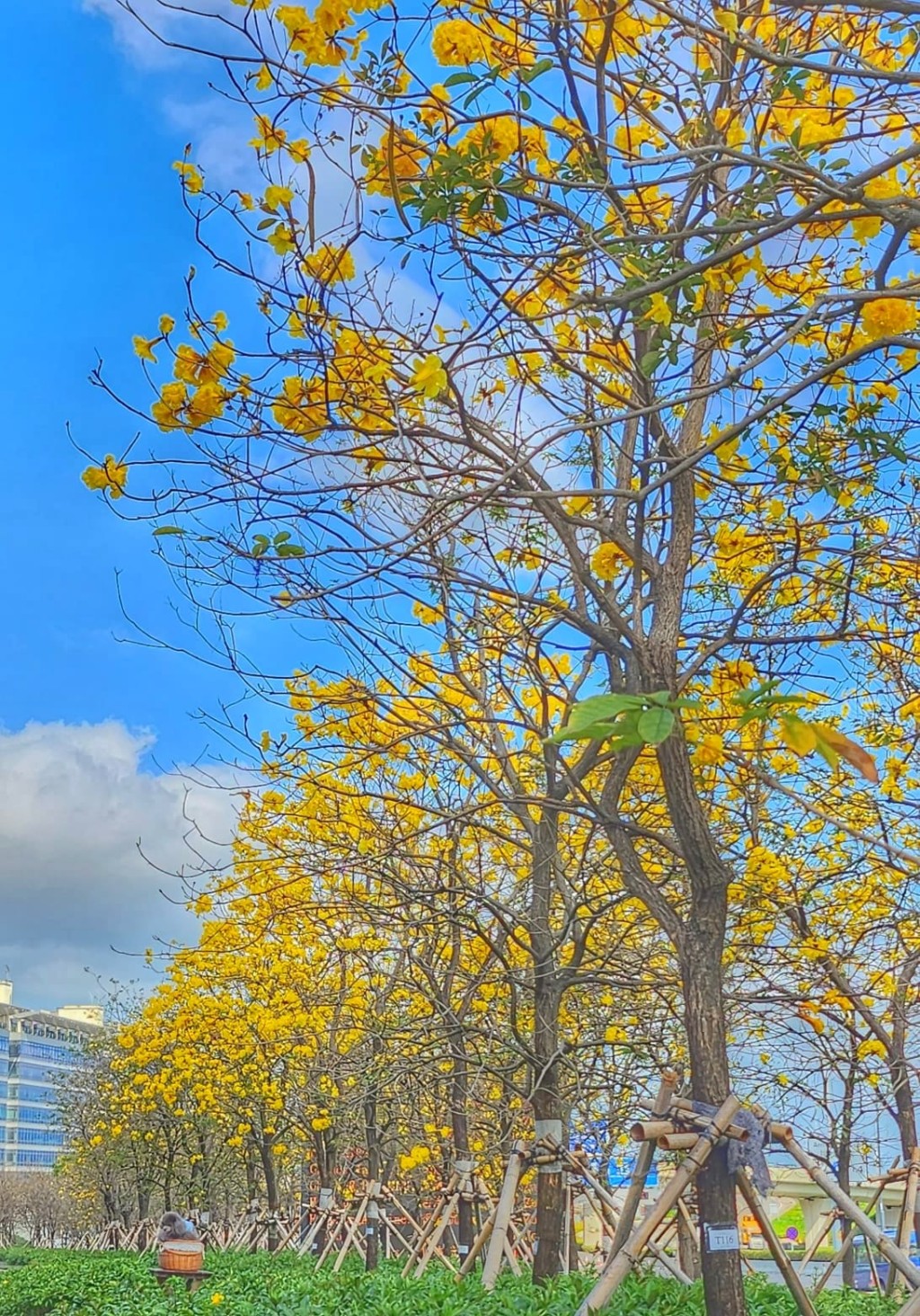 满树风铃木花朵形成大片金黄色（图片来源：FB @ Helen Li 提供）
