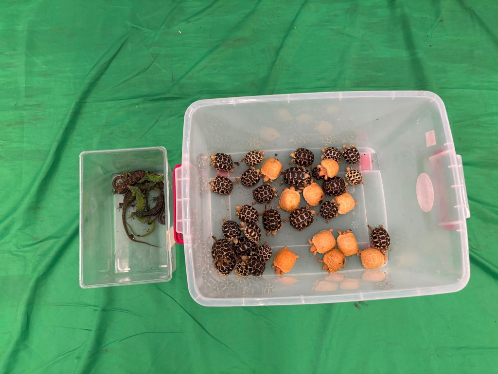 檢獲的懷疑受管制屬瀕危物種活龜和活蜥蜴。 檢獲的懷疑受管制屬瀕危物種活龜和活蜥蜴。