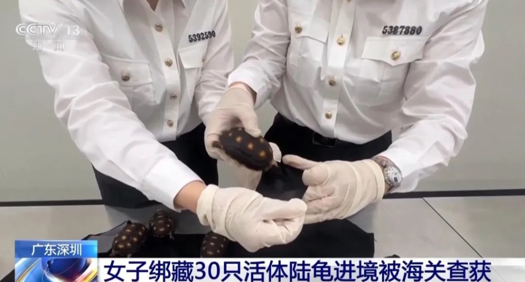 福田海關人員揭發女旅客在黑絲襪夾帶30隻活體龜入境。央視 福田海關人員揭發女旅客在黑絲襪夾帶30隻活體龜入境。央視