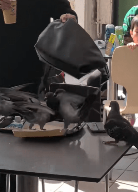 不時有網民見到九龍公園野鴿群搶吃薯條。小紅書圖片