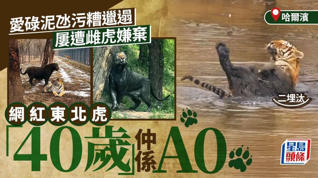 二埋汰︱網紅虎愛碌泥氹邋遢似黑豹 屢遭雌虎嫌棄焗做處男︱有片