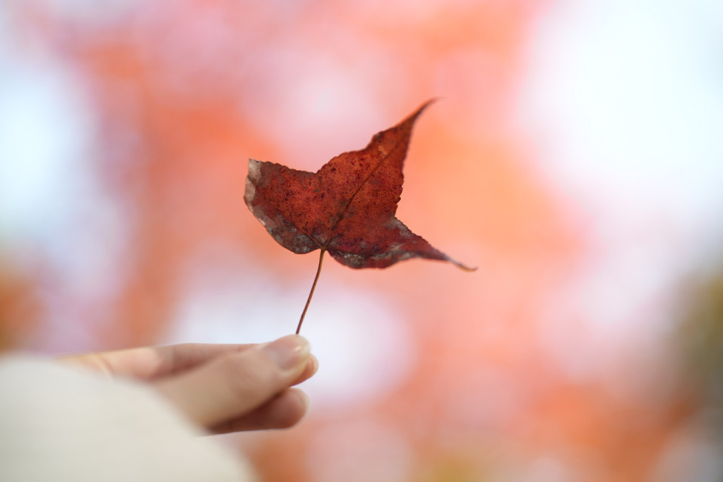 大棠的紅葉品種是楓香。原來楓香並不是大家認知的楓葉，但葉形相似，樹葉同樣在冬季轉紅。