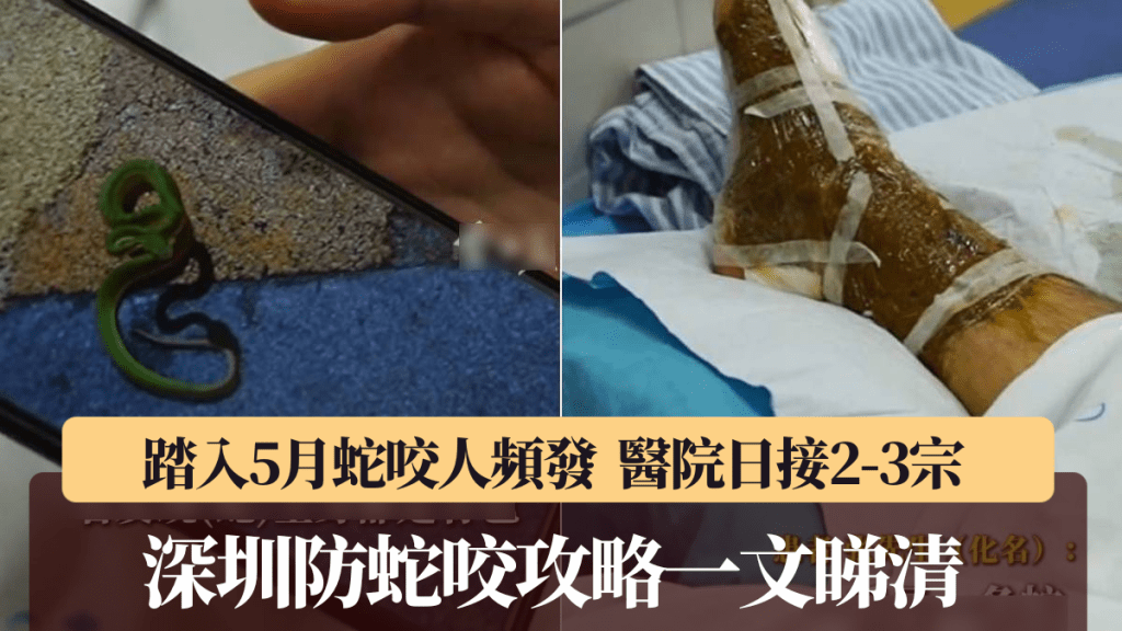 5月以來，深圳不斷有民眾被蛇咬傷，過半涉及竹葉青蛇。今日關注