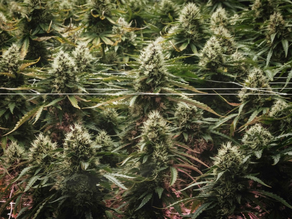 大麻改列為較低風險的第3級 管制藥物,為醫療使用和研究開闢道路。法新社。 大麻改列為較低風險的第3級 管制藥物,為醫療使用和研究開闢道路。法新社。