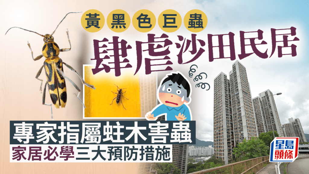 黃黑色巨蟲肆虐沙田民居 專家指屬蛀木害蟲 家居必學三大預防措施