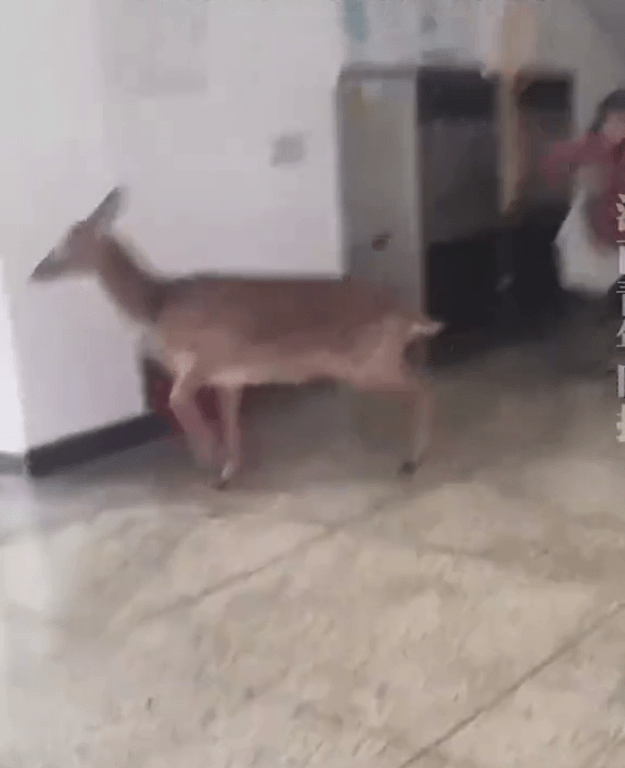 女生尖叫聲意外嚇走梅花鹿。 女生尖叫聲意外嚇走梅花鹿。