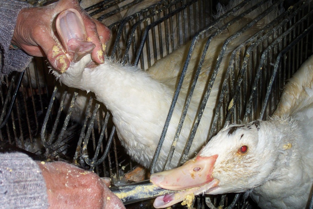 鴨子和鵝被強迫餵食，以令肝臟變肥。網上圖片