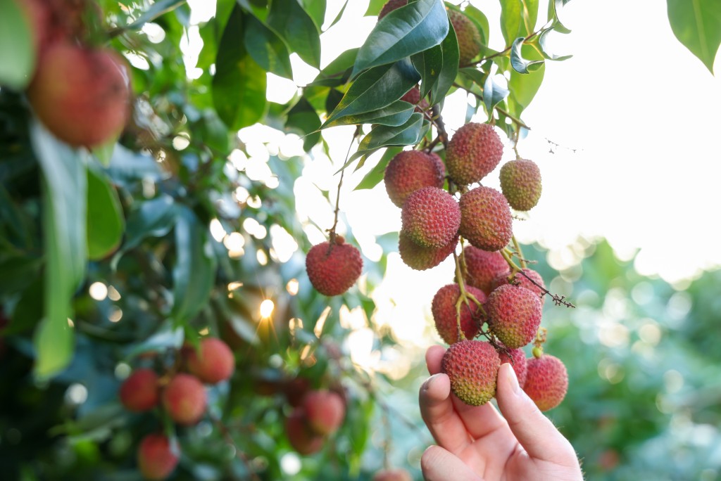 广东果农预告今年荔枝价格或大涨。新华社