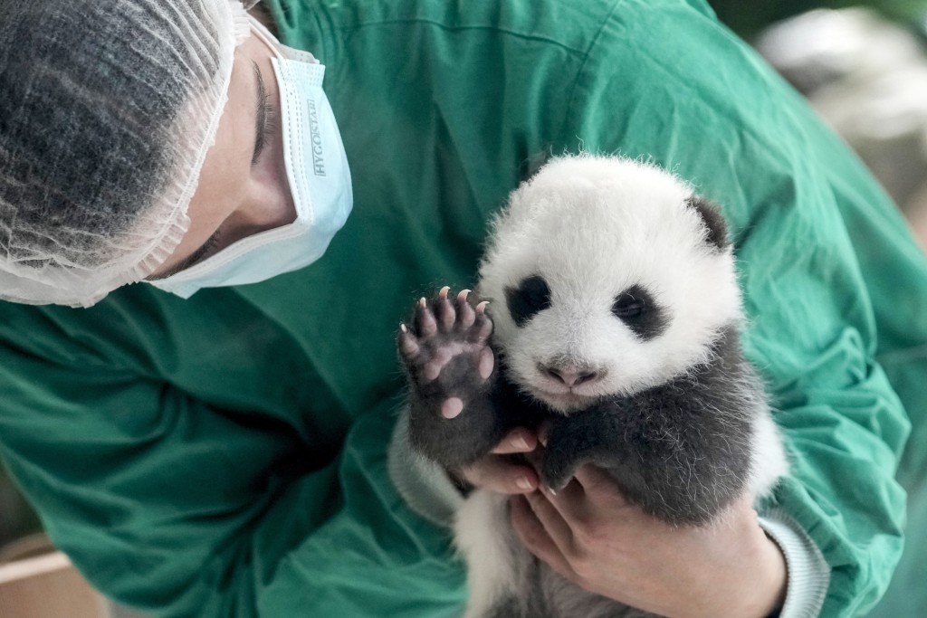 在柏林動物園，熊貓雙胞胎幼崽正式輪流與公眾見面。 美聯社