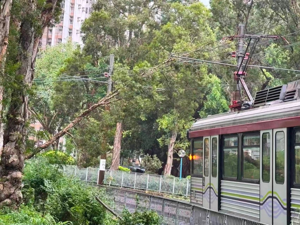 受塌樹影響,良景站附近的輕鐵服務暫停。FB:屯門友 受塌樹影響,良景站附近的輕鐵服務暫停。FB:屯門友