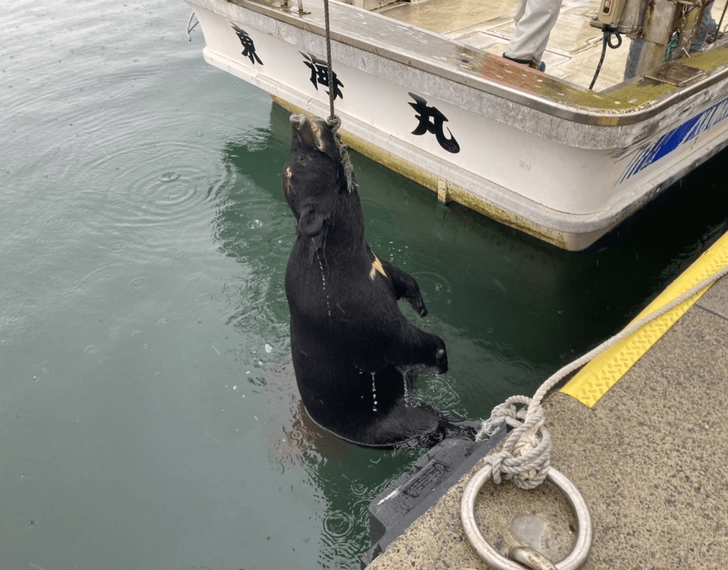 青森縣驚見黑熊游泳渡岸,獵人成功將其槍殺。X@mokomoko816036 青森縣驚見黑熊游泳渡岸,獵人成功將其槍殺。X@mokomoko816036