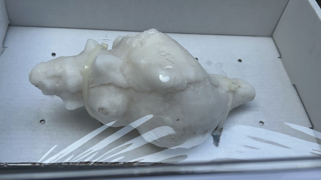 販毒集團將冰毒偽裝成貝殼，外質再用蠟質包裹。