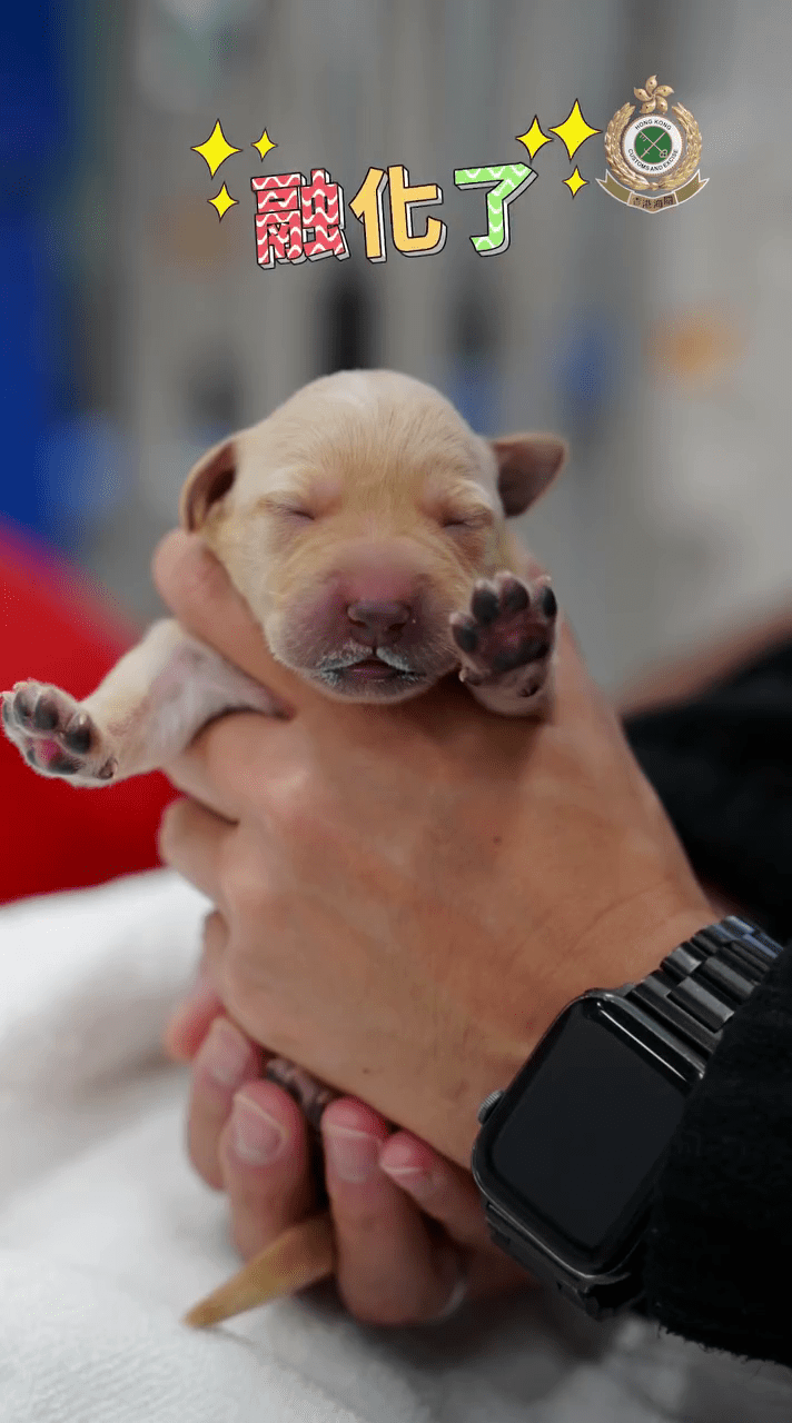 海關期望，9隻幼犬能健康快樂成長，將來能與父母一樣，成為出色搜查犬。