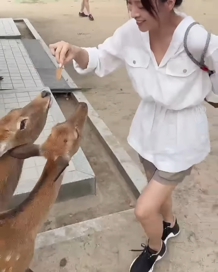 梅花鹿想吃鹿仙貝必須先跟陳煒做點頭鞠躬動作。