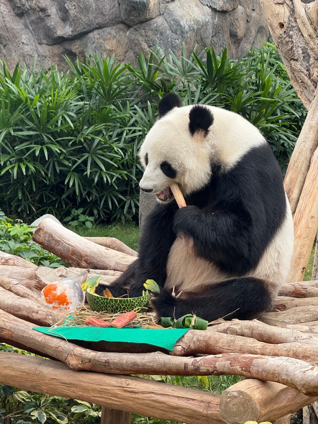 樂樂。海洋公園提供