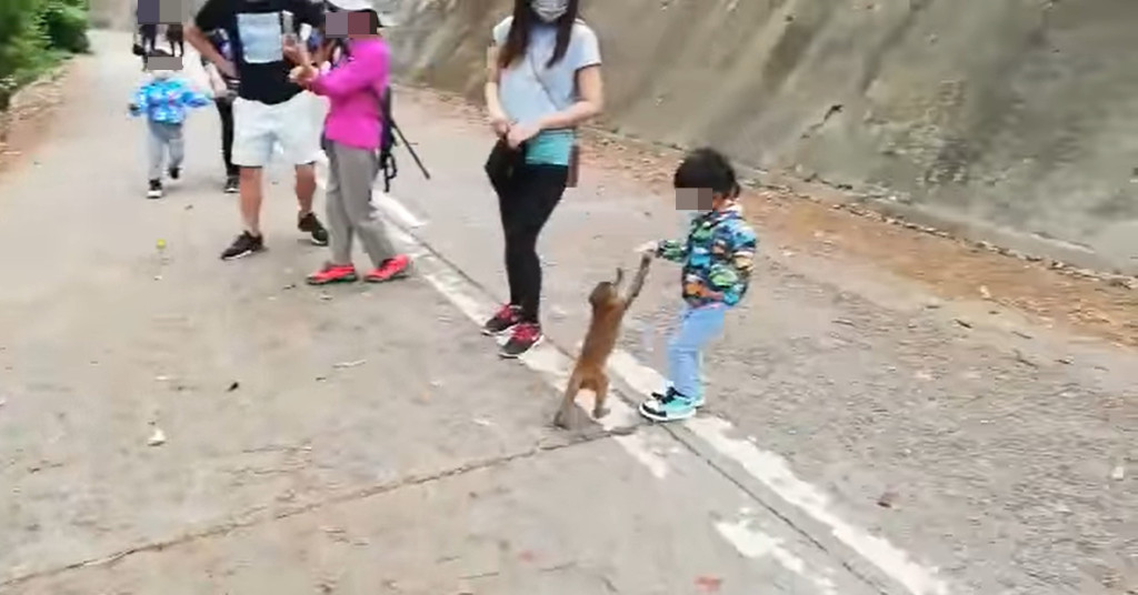 一隻幼猴走向現場一名手上疑似拿著食物的幼童。網上影片截圖