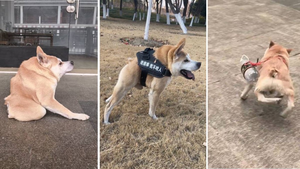 「土豆」因為半截身形在網上成為明星狗。抖音