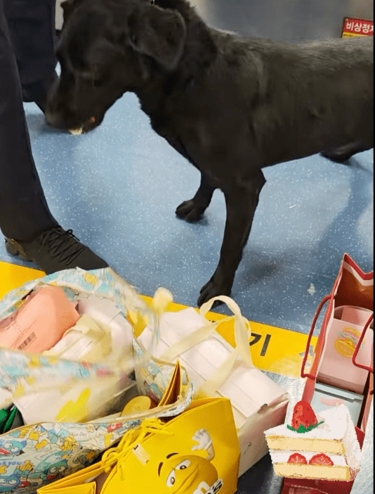 狗狗并未按程序向领犬员示警，而是抵受不住浓郁奶香，当场低头大口鲸吞，自行将“证物”销毁。
