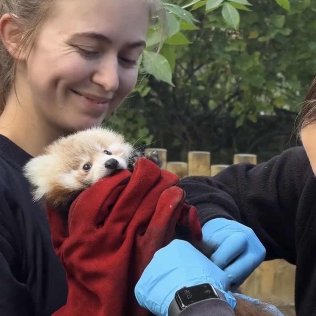 爱丁堡动物园10月初才发文庆祝Roxie出生。 Edinburgh Zoo