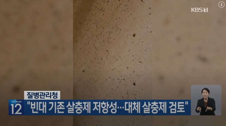 床虱肆虐南韩多地区（影片截图：KBS）