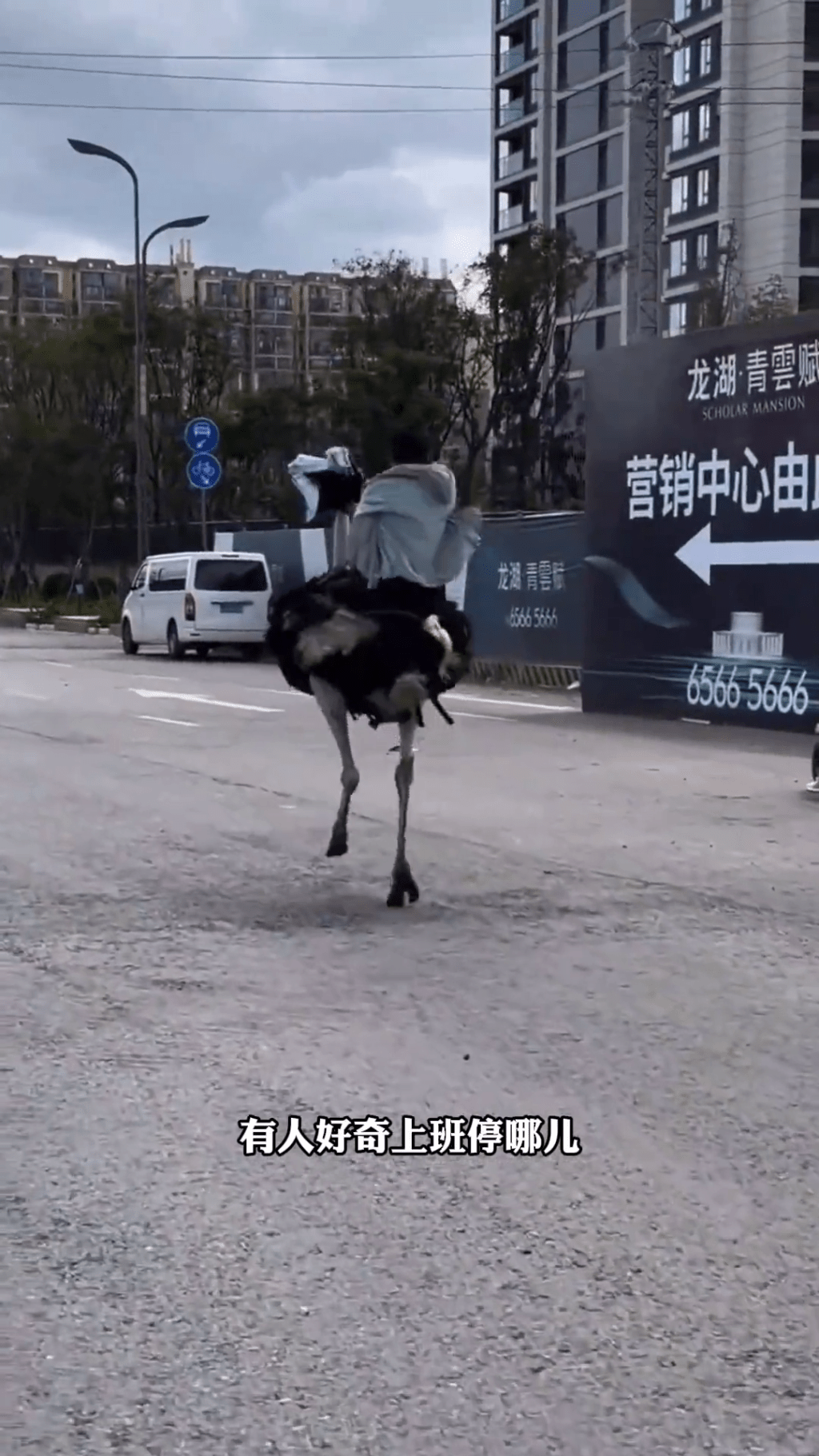 雲南男子騎鴕鳥代步,成網絡熱話。 雲南男子騎鴕鳥代步,成網絡熱話。