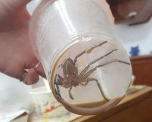 奶茶杯底驚見真蜘蛛。fb