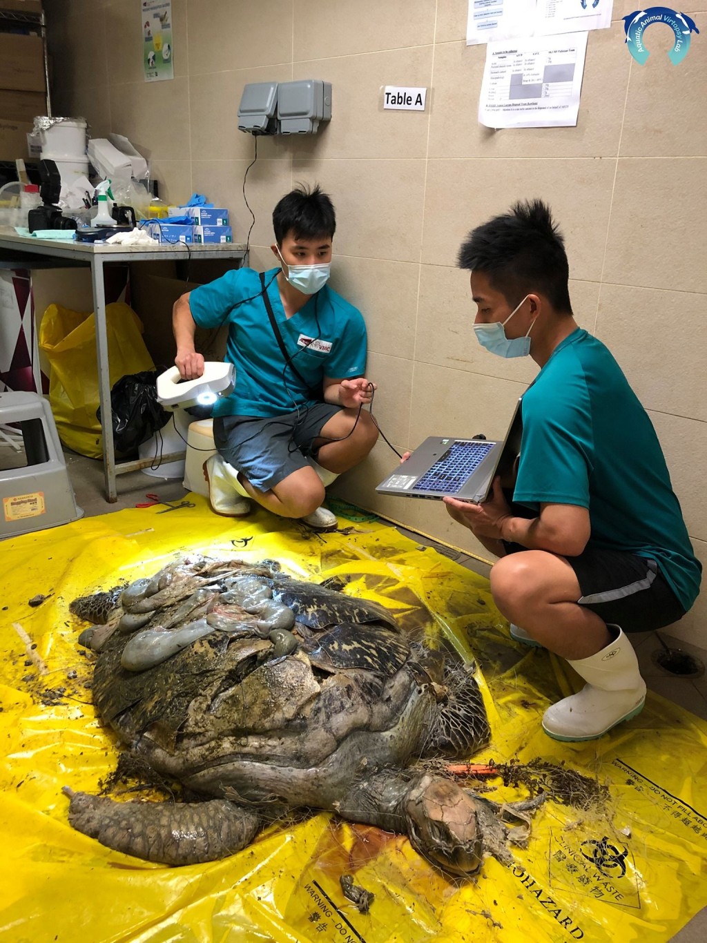 海洋動物影像解剖研究小組FB圖片