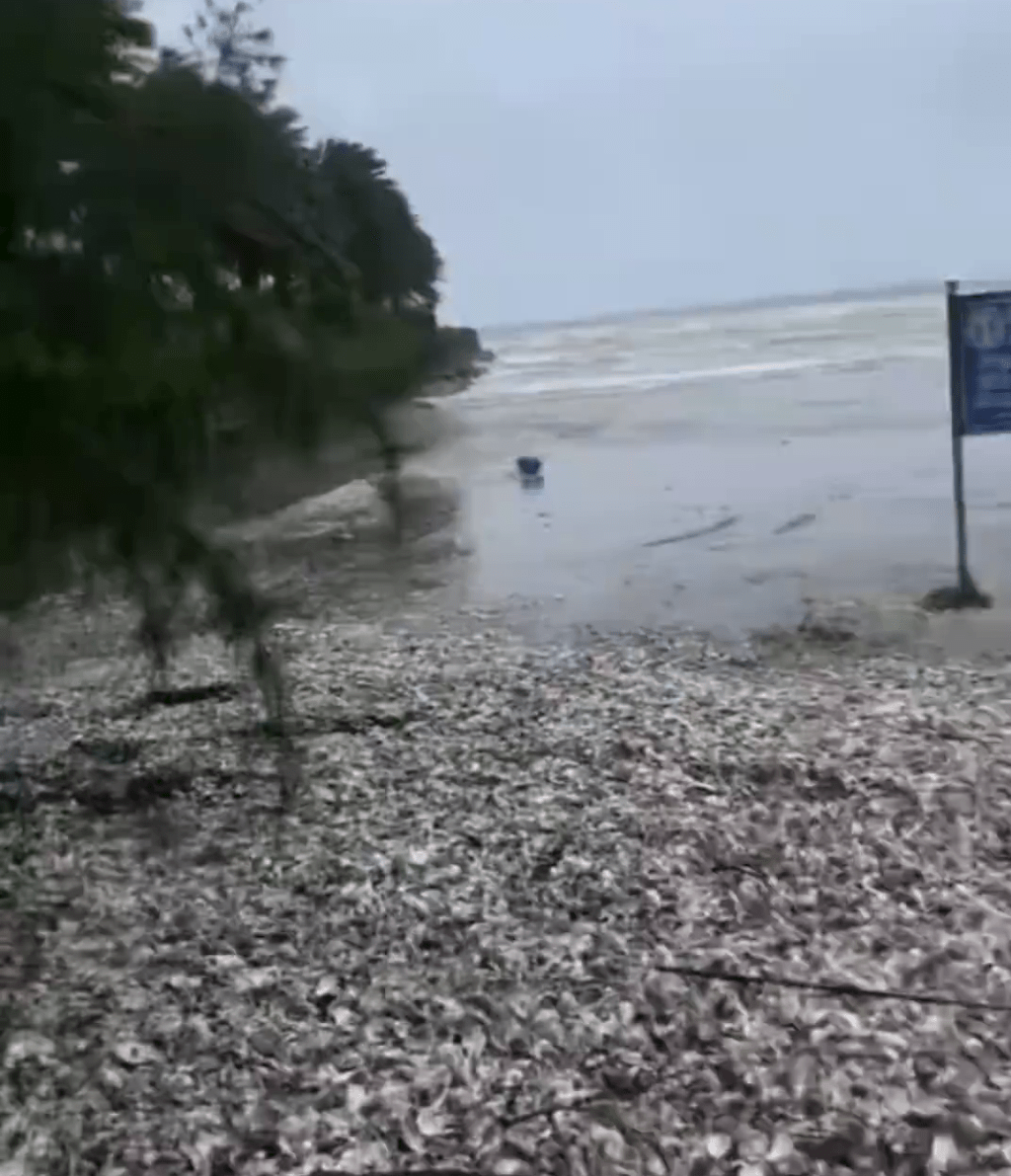 颱風後汕尾海邊海鮮鋪滿一地。