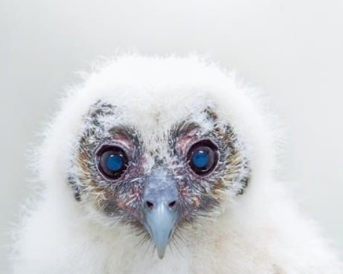 年幼的褐林鸮。图:台北市立动物园