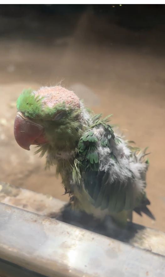 北京動物園有鸚鵡雛鳥禿頭引起網民關注。抖音＠滿億很滿意