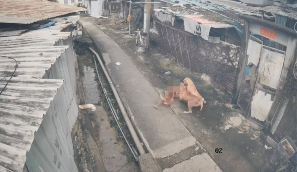 4隻狗發現貓咪後隨即追上,其中兩隻先後撲向貓咪並以嘴撕咬,將貓咪壓在地上。Facebook 北區之友 Friends of North District (上水、粉嶺、沙頭角和打鼓嶺) 影片截圖 4隻狗發現貓咪後隨即追上,其中兩隻先後撲向貓咪並以嘴撕咬,將貓咪壓在地上。Facebook 北區之友 Friends of North District (上水、粉嶺、沙頭角和打鼓嶺) 影片截圖
