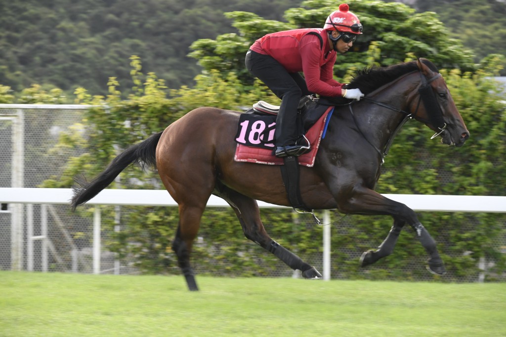 「祥勝力駒」馬身收得壯碩，走勢硬淨，論態在上佳水準。