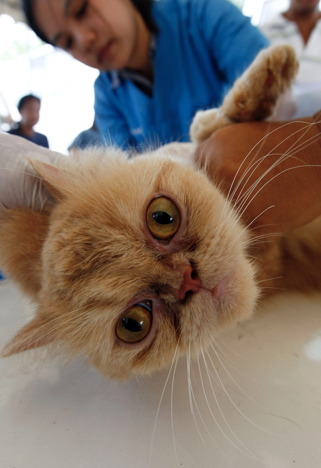 曼谷流動獸醫診所為貓咪做絕育手術準備。 路透社 