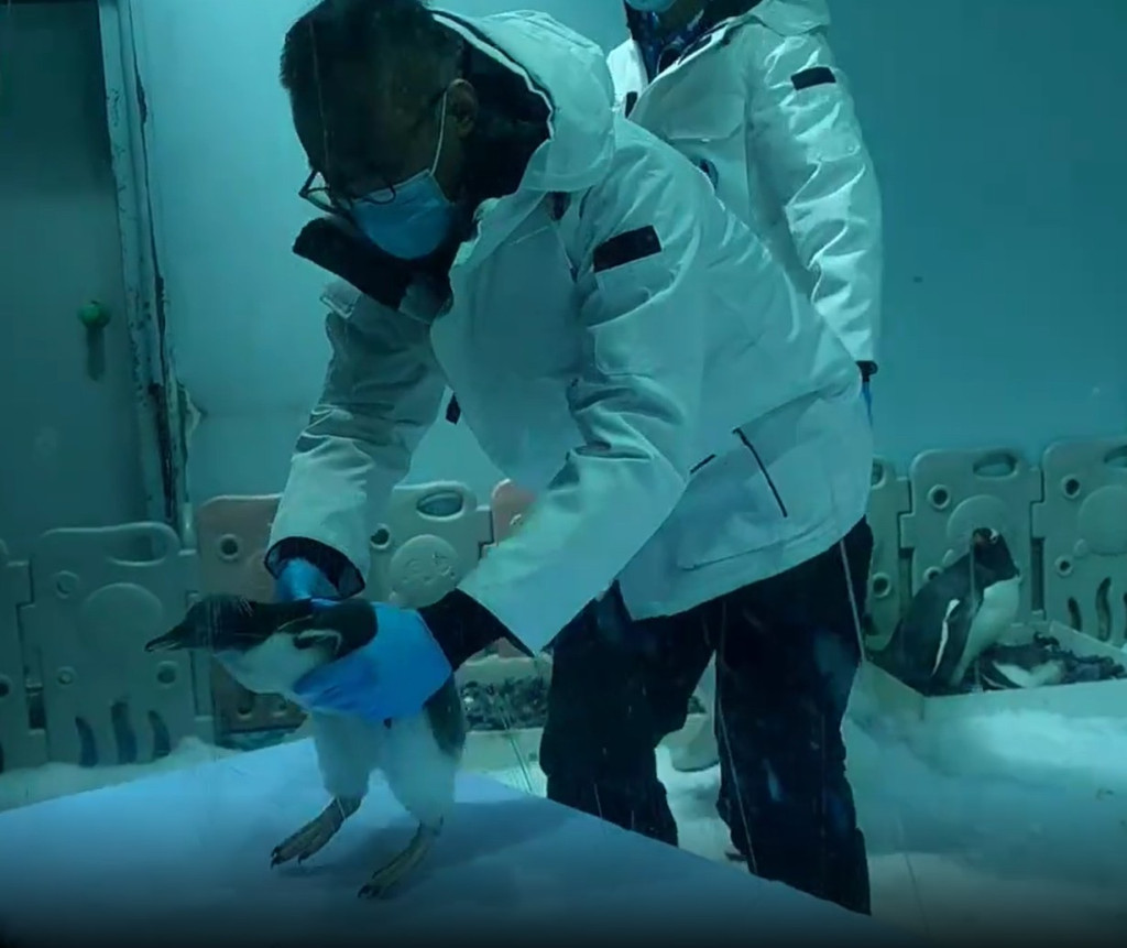 工作員細心為企鵝BB檢查。網圖