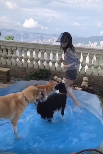之前亦把天台打造成室外泳池給愛犬嬉水。
